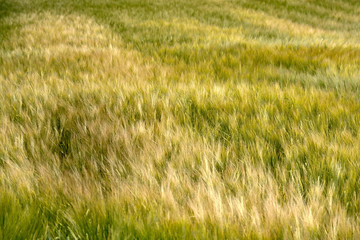 Barley swaying during windy weather on Bornholm island, Denmark.