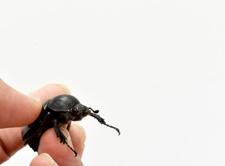 Rhinoceros beetle, Hercules beetle, Unicorn beetle, horn beetle, female in gentle hand on white background