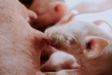 Young Piglets at Livestock Farm