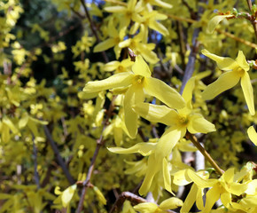 Yellow blooming Forsythia flowers in spring close up.It is an ornamental deciduous shrub of garden origin.Border forsythia is an ornamental deciduous shrub of garden origin.