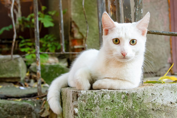 Homeless white cat on the street of the old city. Concept shelter for abandoned, stray animals....