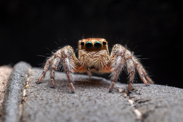 Close up of the jumping spiders on dry branches with black background.  Selective focus of the yellow spider on dry leaf in the morning.