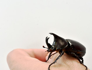Rhinoceros beetle, Hercules beetle, Unicorn beetle, horn beetle, male in gentle hand on white background