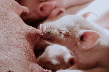Young Piglets at Livestock Farm © volf anders