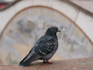 Portrait of a pigeon on a city street. Spring Moscow street, Tverskaya subway station entrance. The theme of animal care, virus protection and social issues.