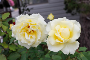 yellow roses in the garden