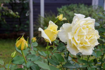 yellow bud rose plant with other yellos roses as background