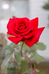 open red rose in the garden photography
