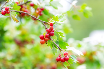 The jostaberry is a cross fruit bush involving the black currant, black gooseberry and the European gooseberry.