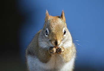 American Red Squirrel