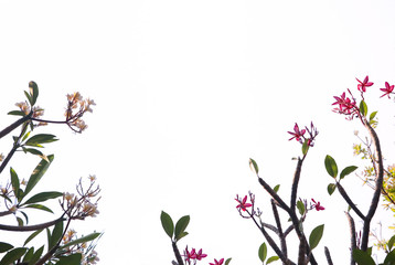 Plumeria flowers on branch tree beautiful on isolated background