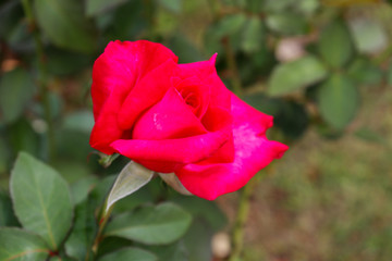 red rose in the garden with copy space to write your own message