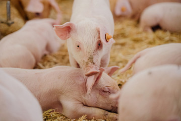 Young Piglets at Livestock Farm