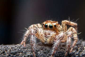 Close up of the jumping spiders on dry branches with black background.  Selective focus of the yellow spider on dry leaf in the morning.