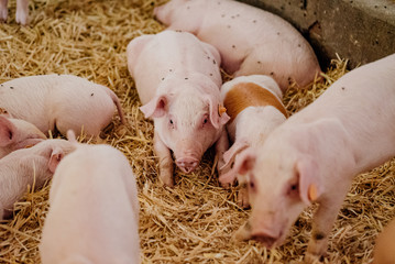 Young Piglets at Livestock Farm