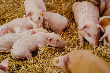 Young Piglets at Livestock Farm