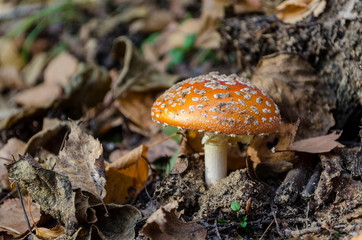 one fly agaric on a sandy ground in a deciduous forest, closeup, the background is out of focus