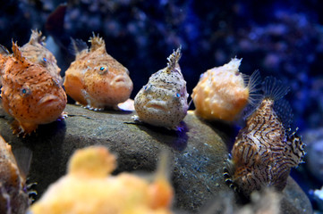 石の上で仲良くくつろぐ可愛いフウセンウオ