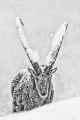 Ibex is struggling with snowstorm (Capra ibex) 