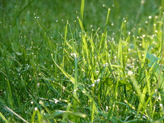 Grass with dew drops dazzling in sunlight