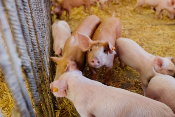 Young Piglets at Livestock Farm