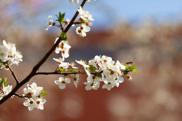 beautiful view of flowering cherries - Agriculture