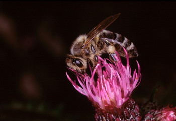 Bee, Honeybee, Apis, Thistle, Nectar, Honey, Thuringia, Germany, Europe