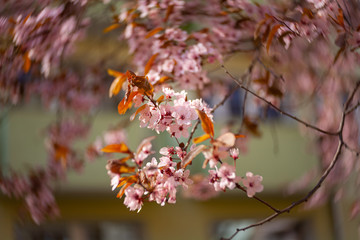 beautiful view of flowering cherries - Agriculture