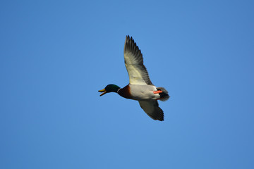 Mallard Duck drake in flight