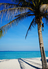 Naklejka premium Tropical beach with palm tree nature summer background.