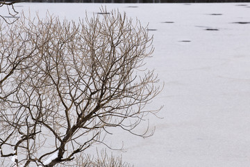 Thin tree branches on a background of river ice. melting ice on the river. Dark ravines on ice. Early spring.
