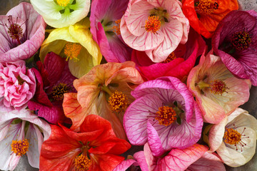 Colorful and bright Abutilon - Chinese lantern flowers are sitting in a metal bowl showing off...