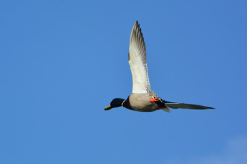 Mallard Duck drake in flight