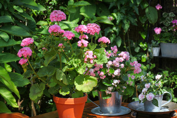Beautiful pink flowers such as Pelargonium, Busy Lizzie and succulents in metal shabby chic containers sitting on a wooden table surrounded by green plants on the patio