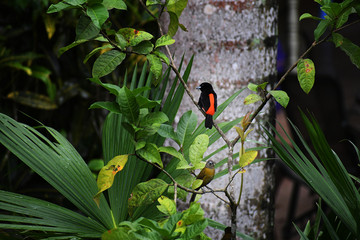 Passerini’s Tanagers male and female perched on branches
