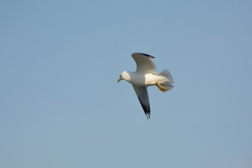 Ringed Bill Seagull in flight
