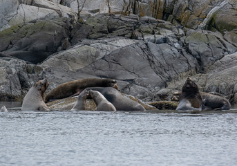A group of golden brown sea lions sunning themselves on rocks by the water in Tofino, Canada