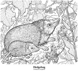Hedgehog. Erinaceus europaeus. British resident. Less common than formally. Inhabits parks, gardens, hedgerows, farmland and urban areas.