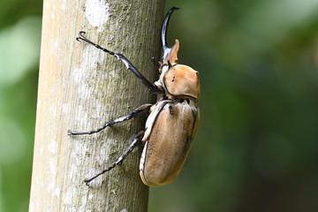 Rhinoceros Beetle © Switch Lab