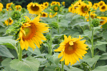 yellow sunflower flower close up