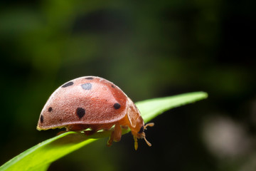 The ladybug is walking on a green branch in the garden. Close up of the Red insects are walking on green leaves. Fron view of the Ladybug on green leaf with black background.