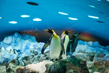 Big beautiful royal penguins in the aquarium