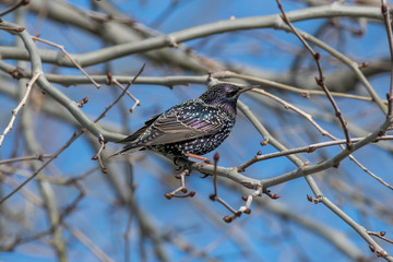 Starling on the tree. European Starling (Sturnus vulgaris)