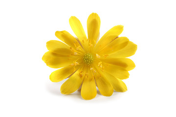 Adonis amurensis. Far eastern snowdrop