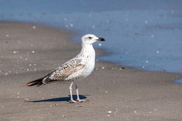 Detailed portrait of   Yellow-legged gull (larus michahellis)