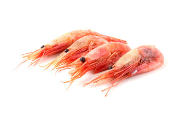 Shrimps