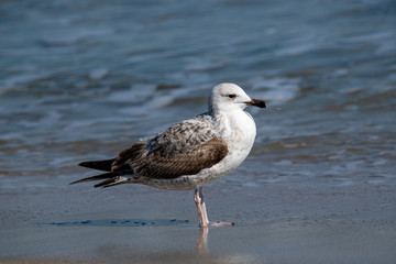Detailed portrait of   Yellow-legged gull (larus michahellis)