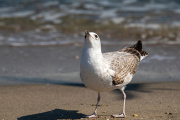 Detailed portrait of   Yellow-legged gull (larus michahellis)