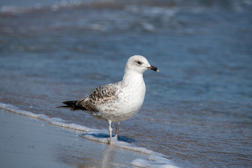 Fototapeta premium Detailed portrait of Yellow-legged gull (larus michahellis)