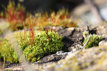 Brown stalks of blooming green moss on the background of canoes in early spring